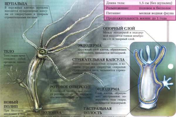 Kraken зеркала gigageek ru